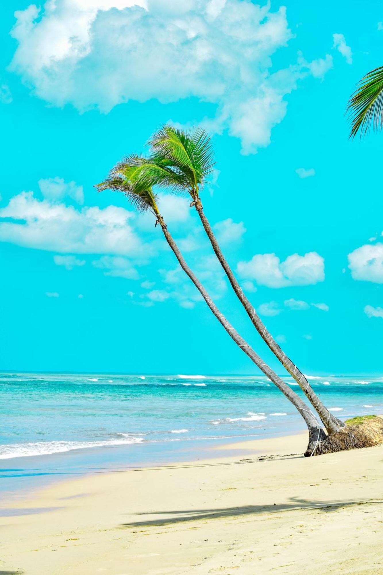 Playa Palmera Beach Resort Punta Cana Dış mekan fotoğraf